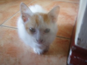 kitten-1